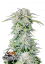 Fast Buds Cannabis Seeds Afghan Kush Auto