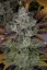 Fast Buds Cannabis Seeds Gorilla Cookies Auto