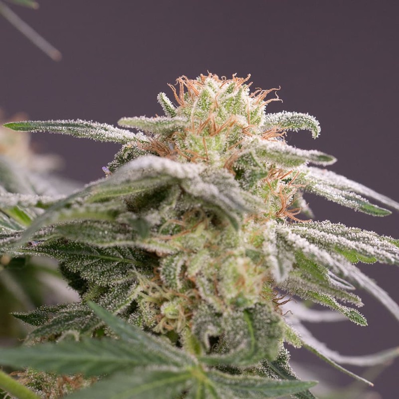 Silent Seeds Cannabis Seeds Lemon Tree Fast By Lemon Tree Feminized