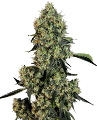 Sensi Seeds Cannabis Seeds OG Kush Feminiseeritud White Labelilt, 3-10 tk