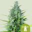 Royal Queen Seeds Σπόροι Κάνναβης Royal Haze Auto