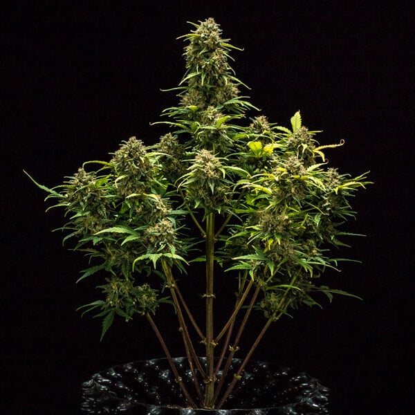 Royal Queen Seeds Cannabis Seeds Sweet Skunk Auto