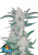 Fast Buds Cannabis Seeds Mexican Airlines Auto