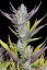 Fast Buds Cannabis Seeds Wedding Glue Auto
