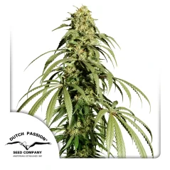 Dutch Passion Hanfsamen Ice Cream Haze® Regular