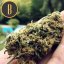 Blimburn Seeds Cannabis Seeds Santa Muerte Fast Blooming Feminisiert