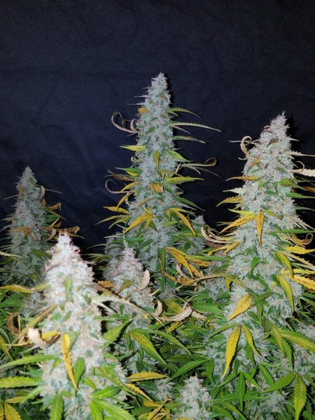 Fast Buds Cannabis Seeds Californian Snow Auto