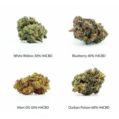 H4CBD Zestaw próbek kwiatów - White Widow 30 % H4CBD, Blueberry 40 % H4CBD, Alien OG 50 % H4CBD, Durban Poison 60 % H4CBD, 4 x 1 g