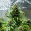 Royal Queen Seeds Cannabis Seeds Green Gelato Auto