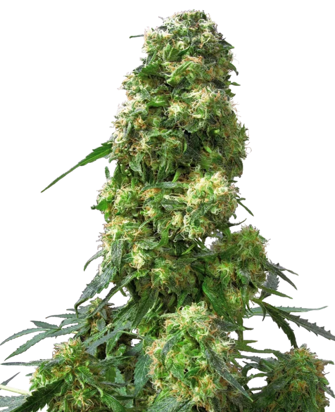 Sensi Seeds Cannabis Seeds Early Skunk® Regular, 10 Stk.