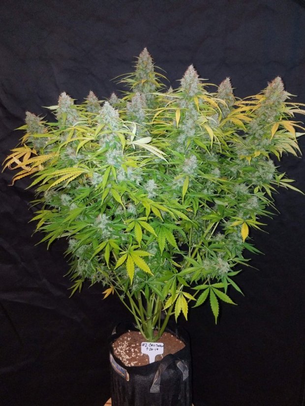 Fast Buds Cannabis Seeds Californian Snow Auto