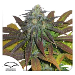 Dutch Passion Cannabis Seeds Californian Orange® Feminized