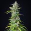 Royal Queen Seeds Semená konope Northern Light Auto