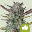 Royal Queen Seeds Cannabis Frø Purple Punch Auto