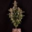 Doctor´s Choice Seeds Chronic Fast F1 BX Regular