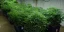 T.H.Seeds™ Cannabis Seeds Skunk XXX, verschiedene Packungen, regulär