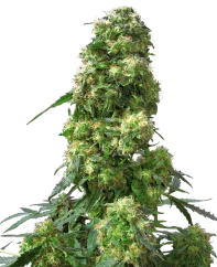 Sensi Seeds Cannabis Seeds Early Skunk® Regular, 10 Stk.