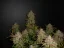 Fast Buds Cannabis Seeds Lemon AK Auto