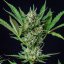 Royal Queen Seeds Cannabisfrön Royal Dwarf Auto
