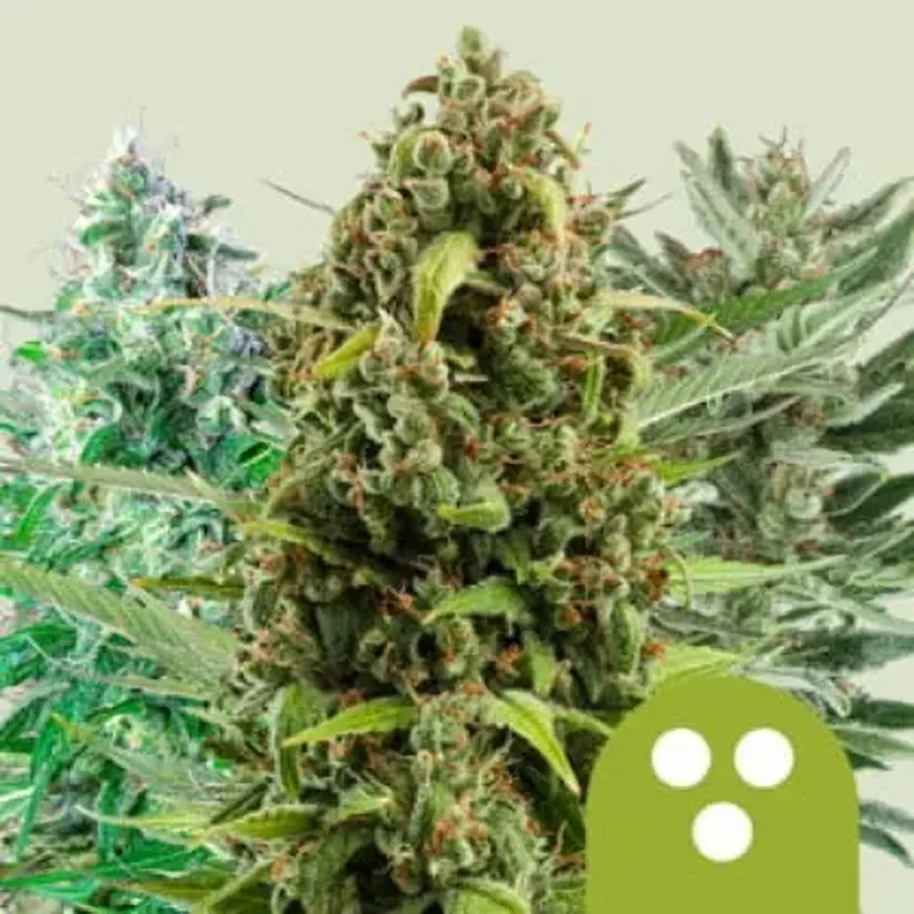 Royal Queen Seeds Cannabis Seeds Автоматичен микс