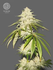The Bulldog Seeds Joris Pound Cake Feminized, 3 ir 5 vnt.