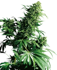 Sensi Seeds Cannabis Shiva Shanti® Regular, 10 Stk.
