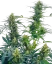 Sensi Seeds Cannabis Seeds Guerrilla's Gusto® Regular, 10 Stk.