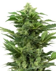 Sensi Seeds Cannabis Seeds Afghan Pearl CBD Automatic Feminized, 3-10 kpl