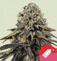 Royal Queen Seeds Hanfsamen Dynamite Diesel Feminisiert