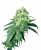 Sensi Seeds Cannabis Seeds White Rhino Regular von White Label, 10 Stk.