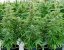 Royal Queen Seeds Cannabisfrön Orion F1 Auto