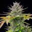 Royal Queen Seeds Cannabis Seeds AMG Feminizuotos