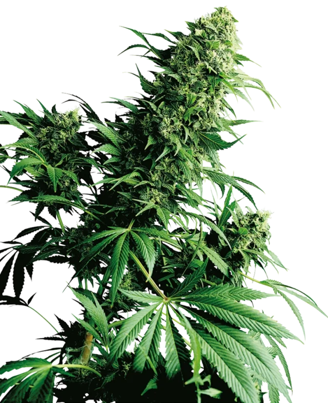 Sensi Seeds Cannabis Shiva Shanti® Regular, 10 Stk.