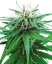 Sensi Seeds Cannabis Ruderalis Indica® Regular, 10 Stk.