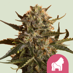 Royal Queen Seeds Cannabis Seeds Mother Gorilla (Predtým Royal Madre) Feminizované