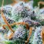 Royal Queen Seeds Semená konope Northern Light Auto