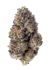 Fast Buds Kanepiseemned Papaia Sherbet Feminiseeritud
