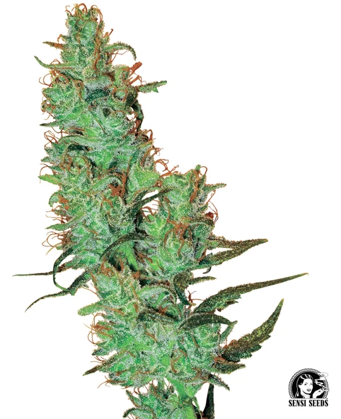 Sensi Seeds Kaņepju Sēklas Jack Herer® Regular by White Label, 10 gab.