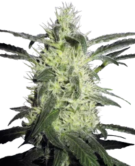 Sensi Seeds Cannabis Silver Haze® Regular, 10 Stk.