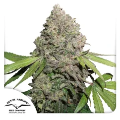 Dutch Passion Kannabiksen siemenet CBD Charlotte's Angel ® Feminized