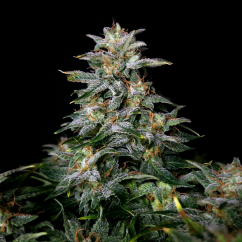 Doctor's Choice Seeds Lowryder regular (IBL) Auto Regular