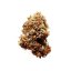 Royal Queen Seeds Cannabis Seeds Diesel Auto