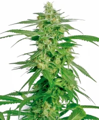 Sensi Seeds Cannabis Seeds Holland’s Hope Regular von White Label, 10 Stk.