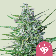 Royal Queen Seeds Cannabis Seeds Special Kush #1 Feminizuotos