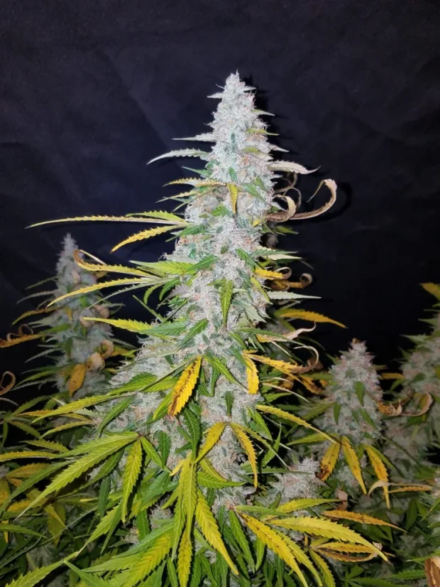 Fast Buds Cannabis Seeds Californian Snow Auto
