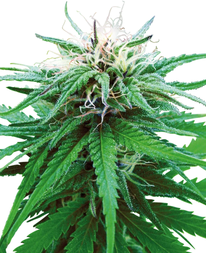 Sensi Seeds Cannabis Ruderalis Indica® Regular, 10 Stk.