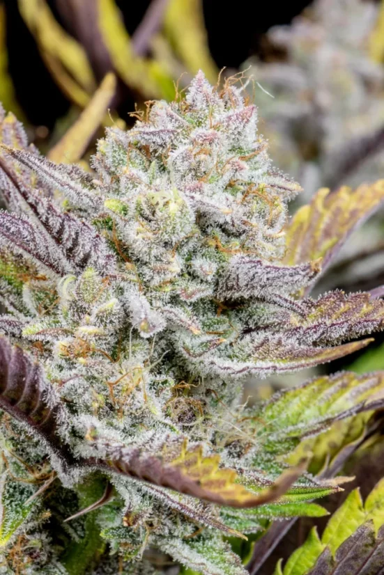 Fast Buds Cannabis Seeds Wedding Glue Auto