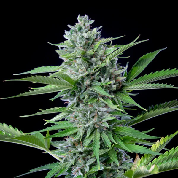 Royal Queen Seeds Cannabis Seeds Fast Eddy Auto (High CBD)