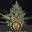 Blimburn Seeds Cannabis Seeds Santa Muerte Fast Blooming Feminisiert