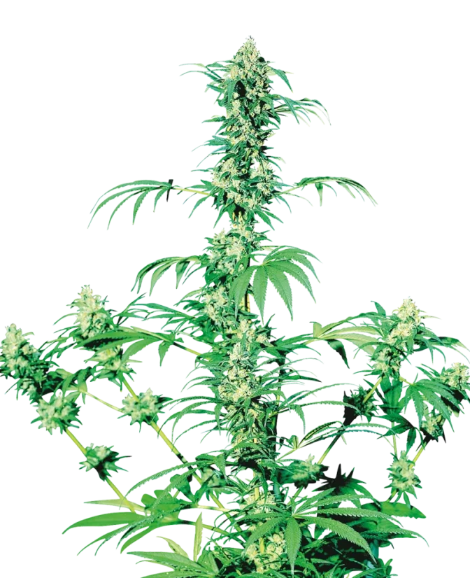 Sensi Seeds Cannabis Seeds Early Girl® Regular, 10 Stk.